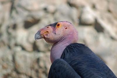 v3/22/484422/3/49818568.condor1.jpg