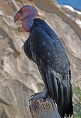 California Condor