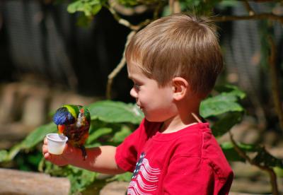 v3/22/484422/3/49818579.boyandbird2.jpg