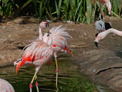 v3/22/484422/3/49818589.FlamingoFight.jpg