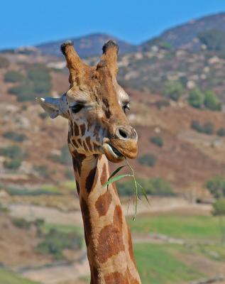 v3/22/484422/3/49818593.giraffecloseup.jpg