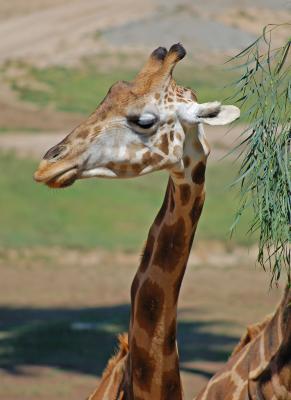 v3/22/484422/3/49818595.giraffe3.jpg