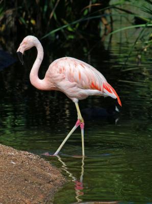 v3/22/484422/3/49818613.SoloFlamingo_edited1.jpg