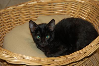 Morticia