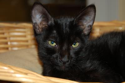 Morticia the Bat Cat