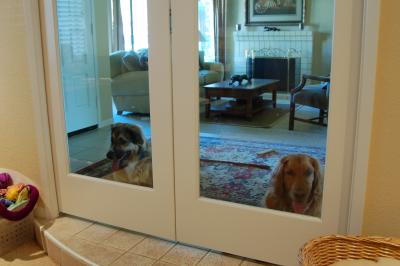 Dog TV -- Watching the kittens through the office doors.