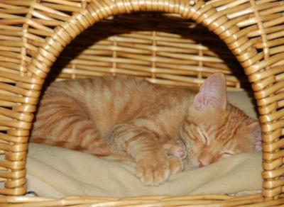 v3/22/484422/3/50368414.MiloSleeping.jpg