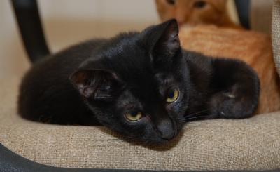 Morticia Face