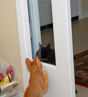 Hey!  I can see you.  Look, can you see me?