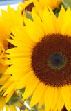 Sunflower Close Up Crop
