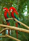 Greenwing Macaws