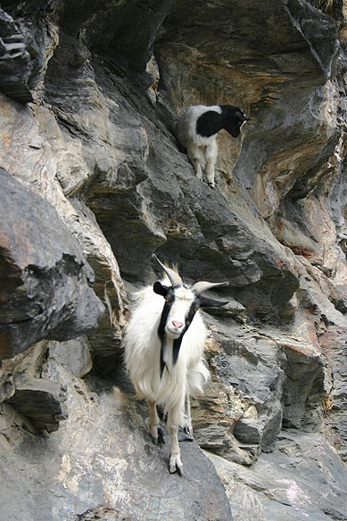 Bergziegen / mountain goats