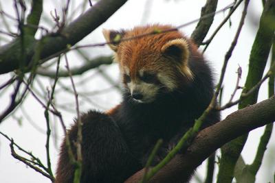 der rote Panda / the red panda