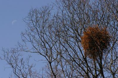 der Mond am Vormittag / morning moon