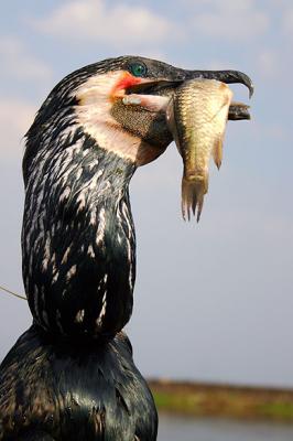 stolzer Fischfaenger / proud fisher