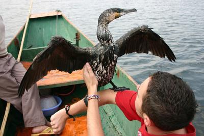 zahme Voegel / tame birds