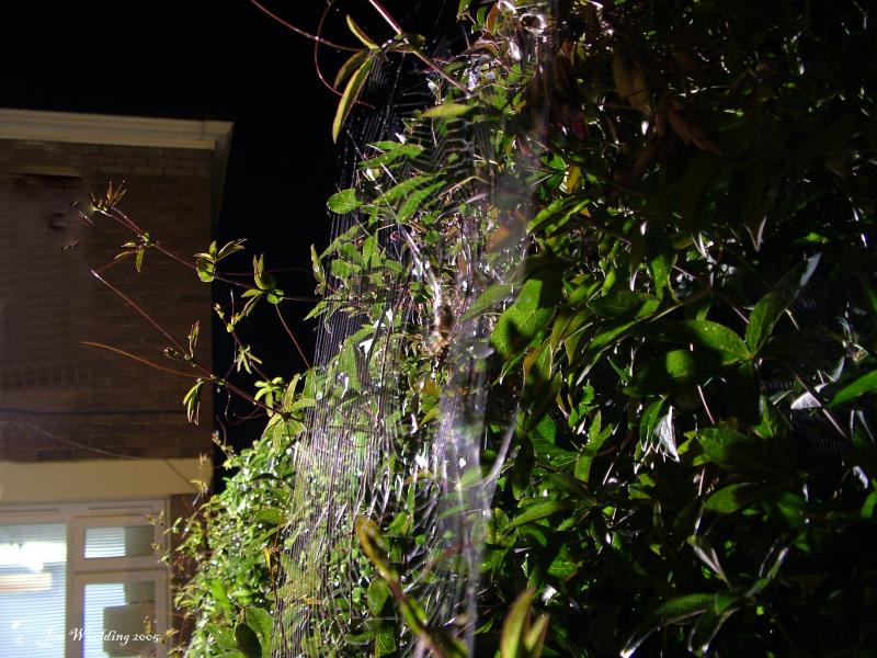 Spiders web at night