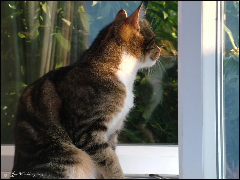 WIMPY REFLECTING ON THE OPEN WINDOW