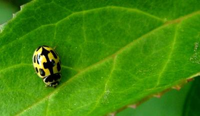 LADY BIRD