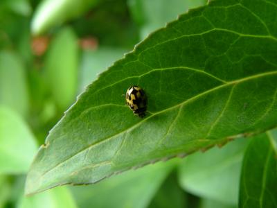 LADY BIRD