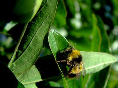 R AND R BEE