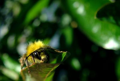 R AND R BEE