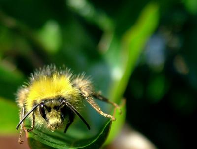R AND R BEE