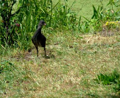 CUTE COOT OR  MOORHEN ?