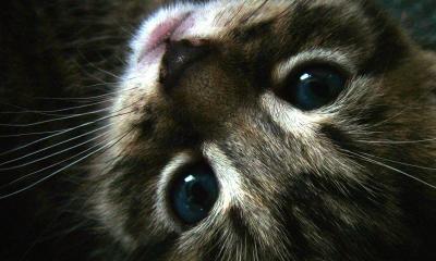 JUST LOOK INTO MY EYES
