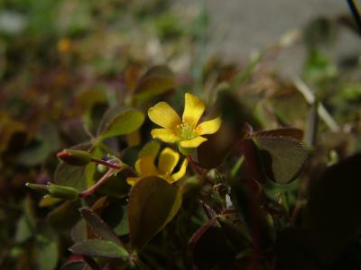 WILD FLOWERS