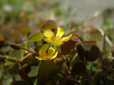 WILD FLOWERS