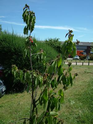 DSCF7005.JPG