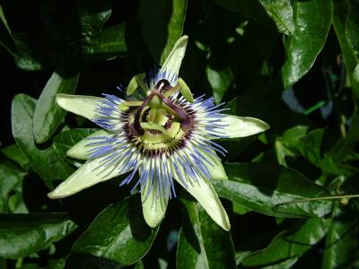 DSCF7321.JPG