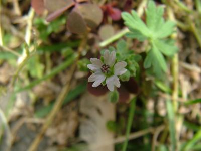 WILD FLOWER