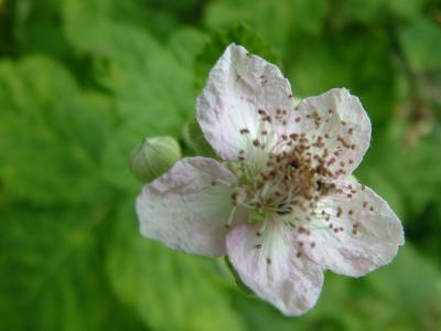 BLACKBERRY FLOWER
