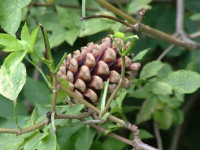 FIR CONE