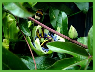 2 BEES OR NOT 2 BEES