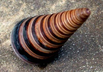 JUST A SEA SHELL