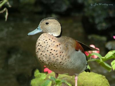 MANDARIN DUCK
