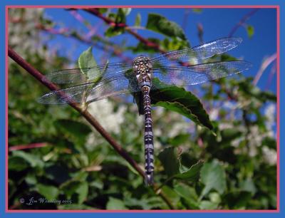 DRAGONFLY