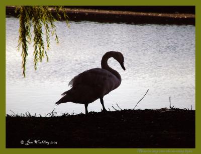 ABOUT TO STEP INTO THE MORNING LIGHT