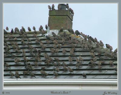 BIRDS