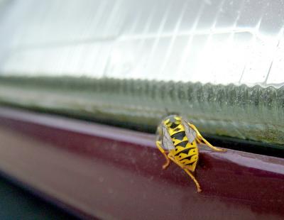 WASP AT WORK