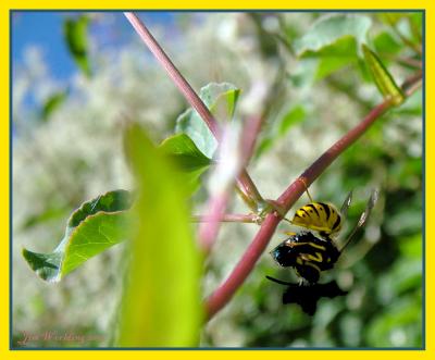 WASP WITH STOLEN DINNER