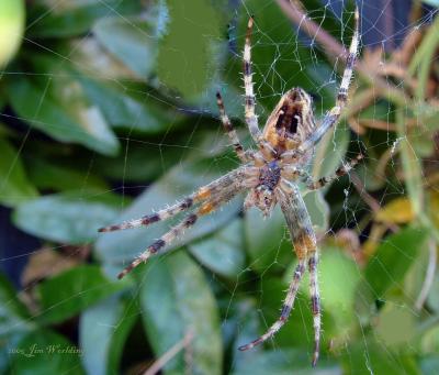 JUST A SPIDER