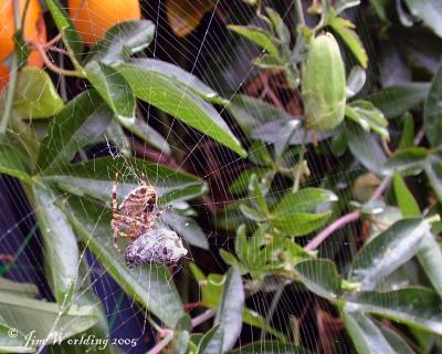 SPIDER WITH BUMBLE BEE