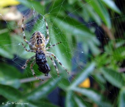 SPIDER WITH BUMBLE BEE
