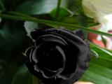 NOT EVERY THING SMELLS OF ROSES