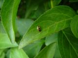 LADY BIRD (untouched)