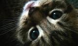 JUST LOOK INTO MY EYES
